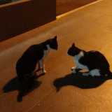 Felix e Batman sono inseparabili e giocherelloni: li osserviamo mentre si impegnano in una lotta giocosa che sembra un balletto coreografato...